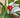 Tropic Clip - Anthurium